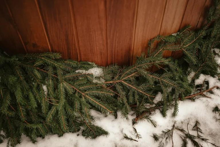 Spruce branches on the sauna bench