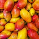 Ripe mangoes