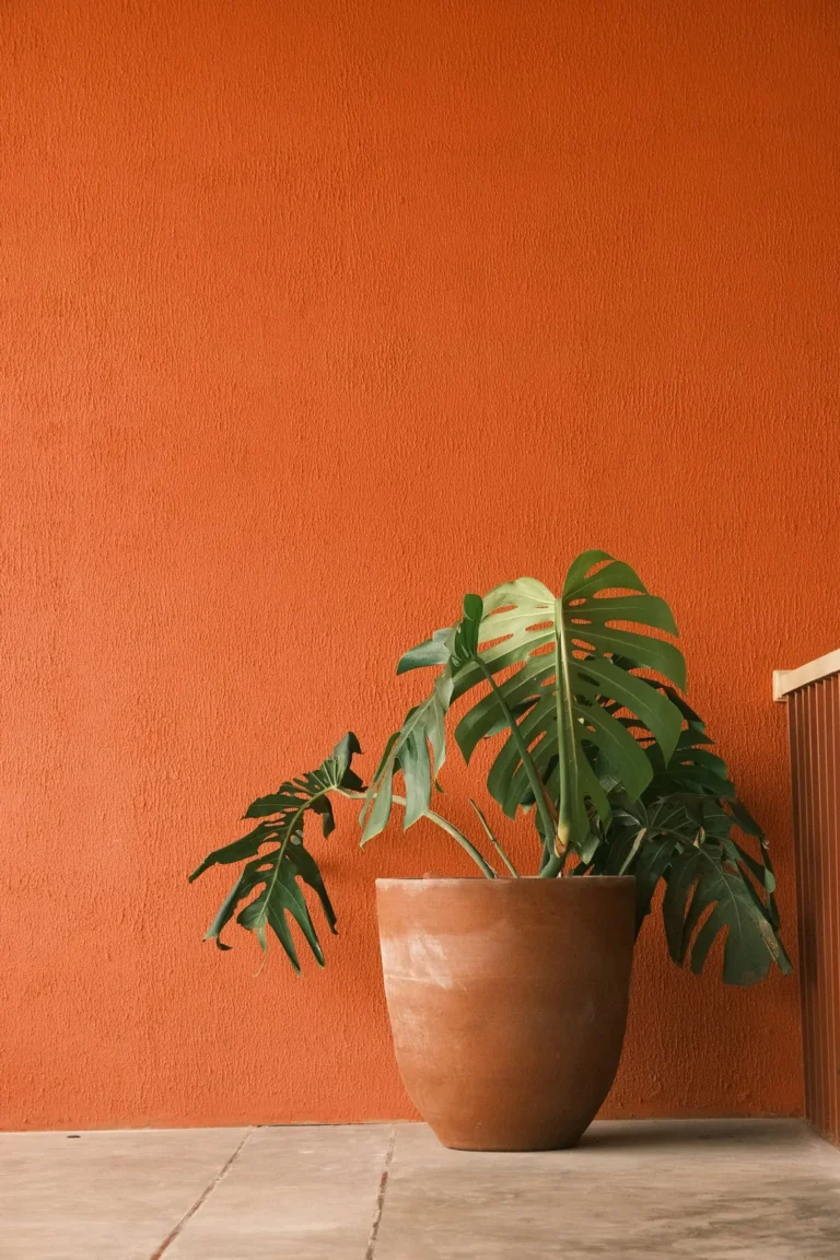Terracotta wall with a monstera plant